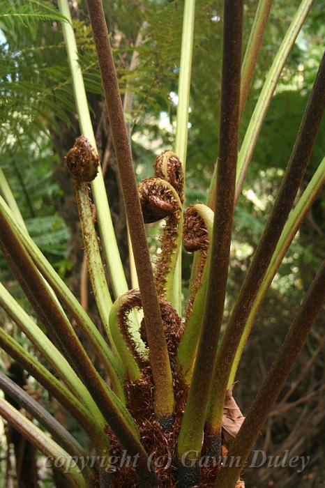 Tree fern croziers, Pirianda Gardens IMG_7236.JPG